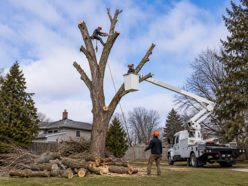Birch Tree Removal in Bucks County, PA