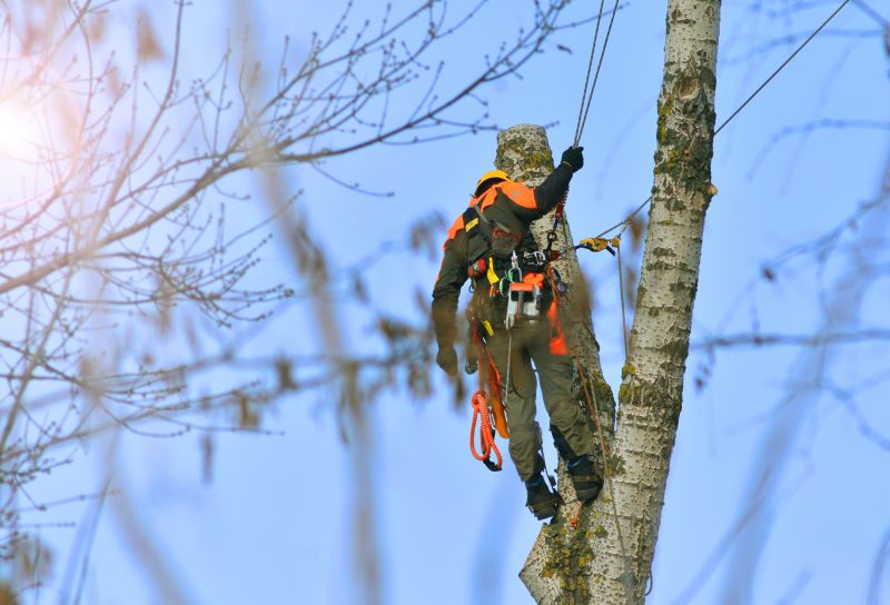 Commercial Tree Service in Aiken, SC