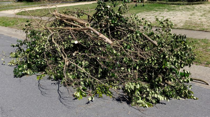 Deadwood Removal in Allentown, PA